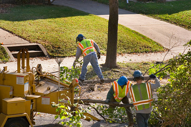 Professional Tree Removal and Landscaping Services in Peshtigo, WI